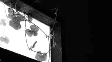(Video%20capture)%20White%20Ivy%20Gourd%20(2025)%203